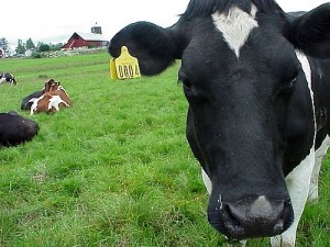 black-and-white-cow-3