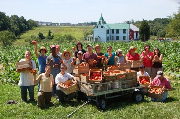 Red Wiggler's recent tomato harvest