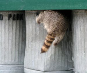 raccoon as localvore1