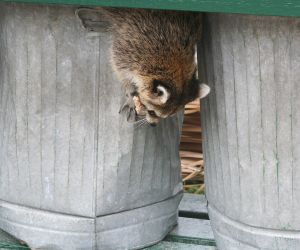 raccoon as localvore2