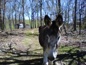 Male donkey