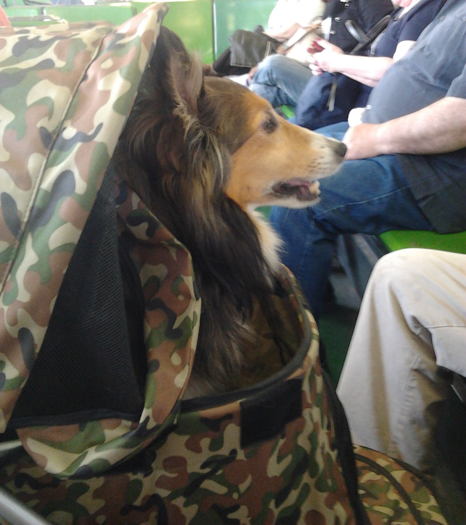 camouflage dog stroller